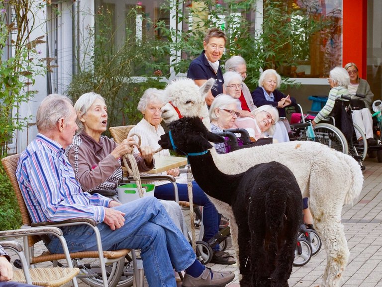 Ältere Menschen streicheln Alpakas.